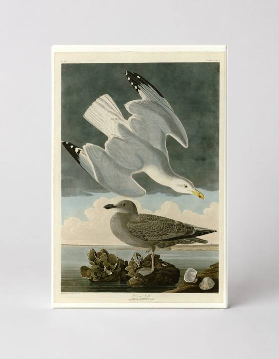 Herring Gull (Plate 291)