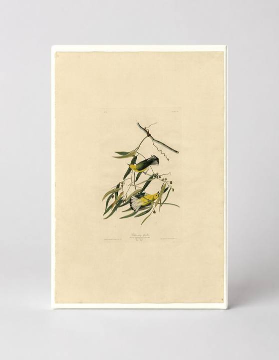 Prothonotary Warbler (1827)