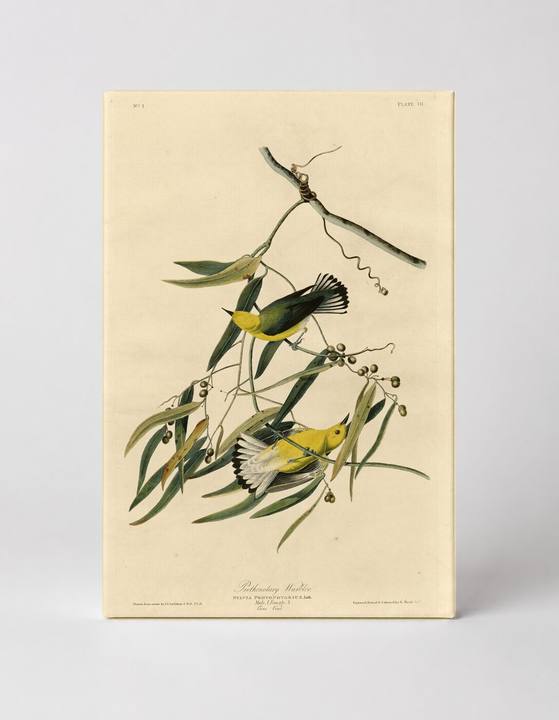 Prothonotary Warbler (Plate 3)
