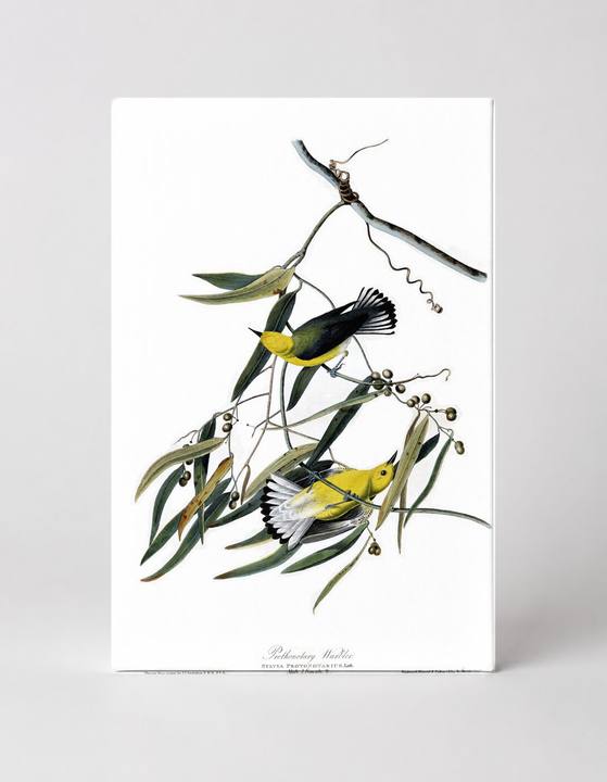 Prothonotary Warbler (Plate 3)