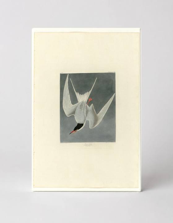 Cayenne Tern, Plate CCCIX (1838)