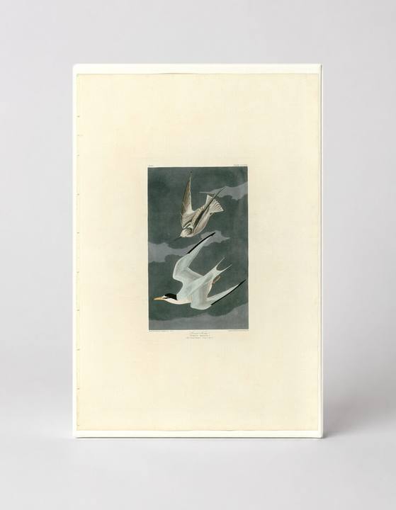 Lesser Tern (Plate 319)