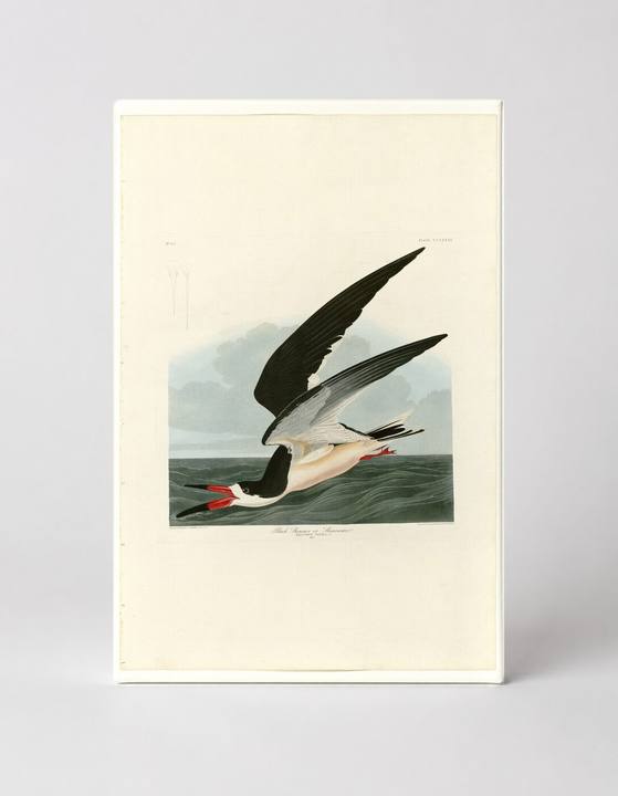 Black Skimmer or Shearwater, Plate CCCXXIII (1836)
