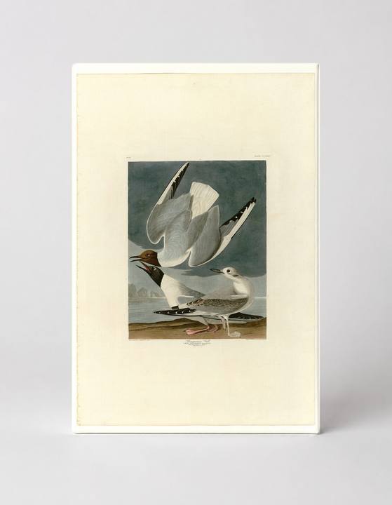 Bonaparte's Gull (Plate 324)