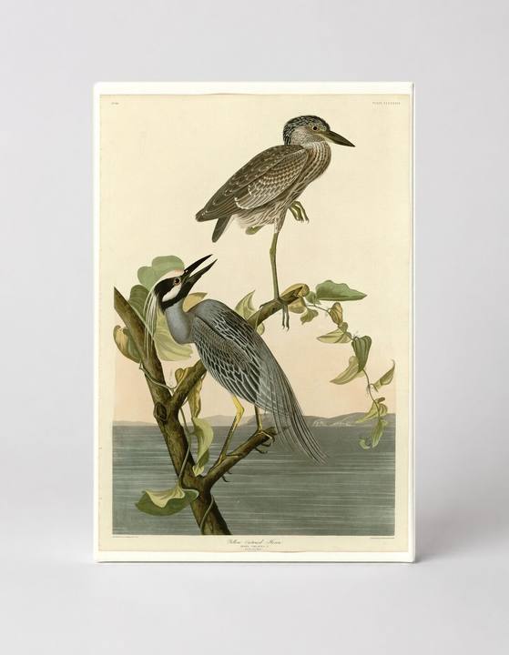 Yellow-Crowned Heron, Plate 336 (1835)