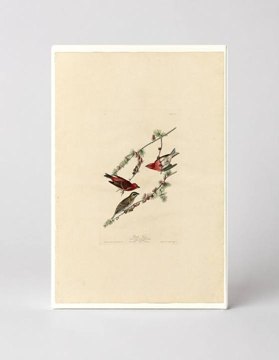 Purple Finch (1827)