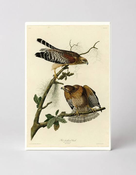 Red-shouldered Hawk (Plate 56)