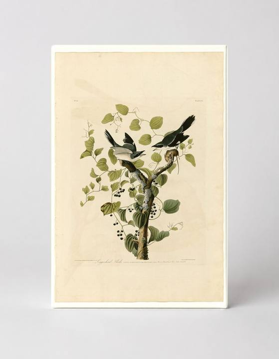 Loggerhead Shrike (Plate 57)