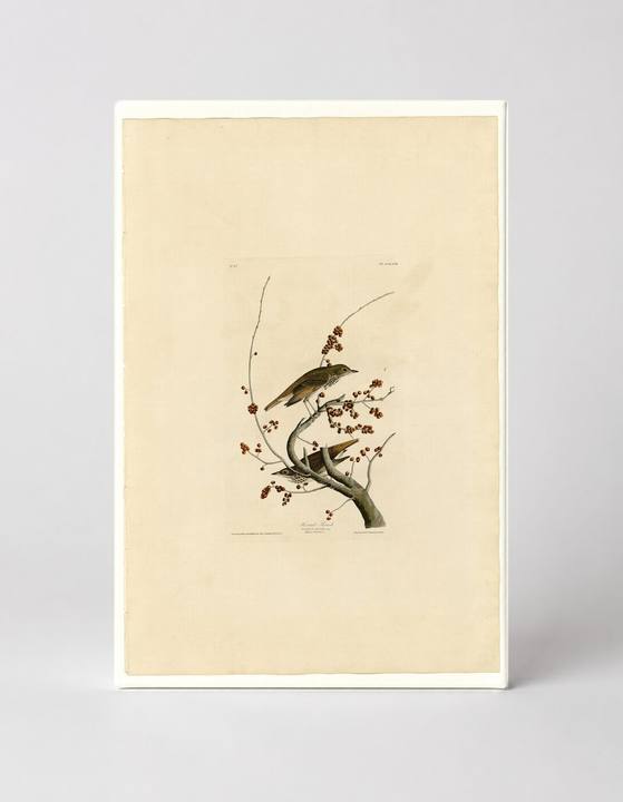 Hermit Thrush, Plate 58 (1827–1838)