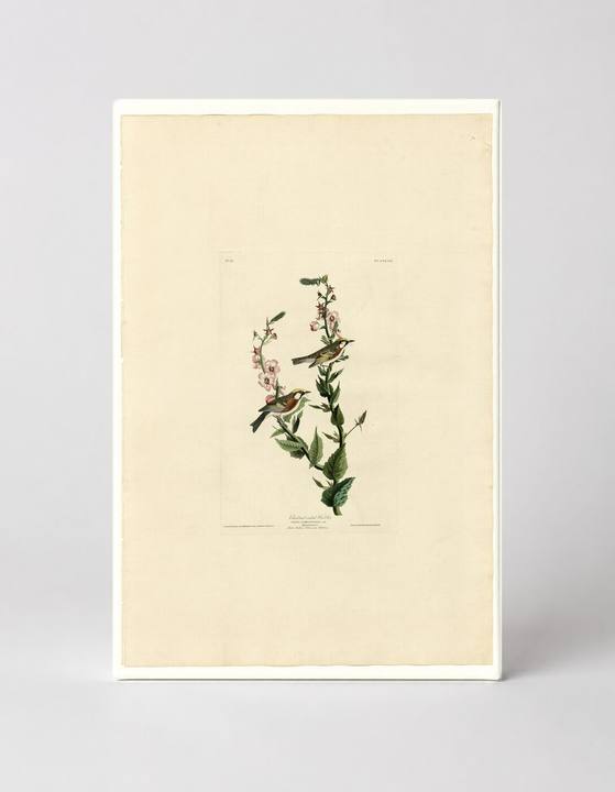 Chestnut-sided Warbler (Plate 59)