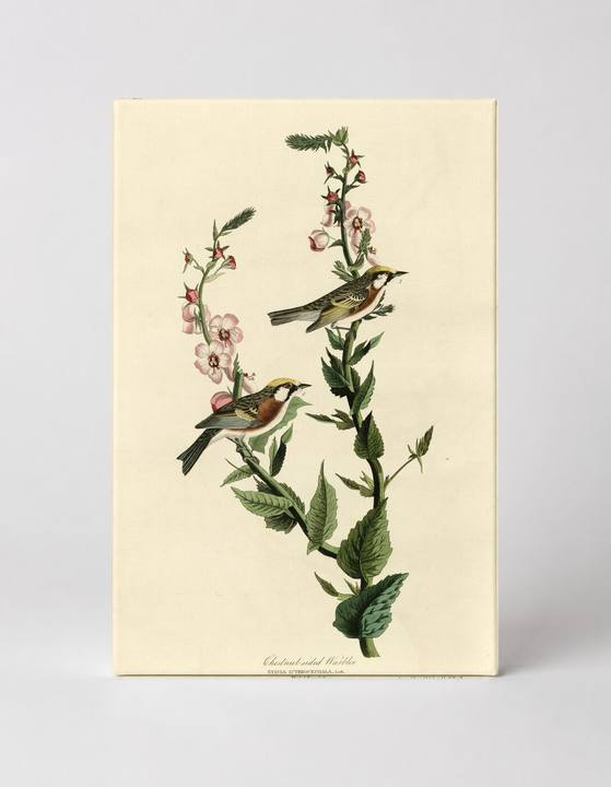 Chestnut-sided Warbler, Plate IX (1827–1838)