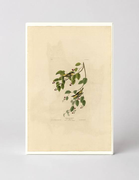 Carbonated Warbler, Plate 60 (1827–1838)
