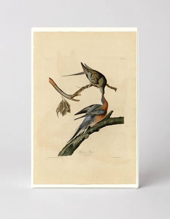 Passenger Pigeon (Plate LXII, 1827)