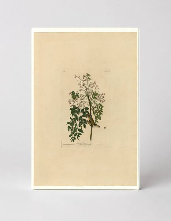 White-eyed Vireo, Plate LXIII (1827–1838)