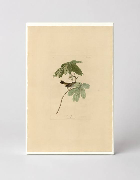 Swamp Sparrow, Plate LXIV (1831)