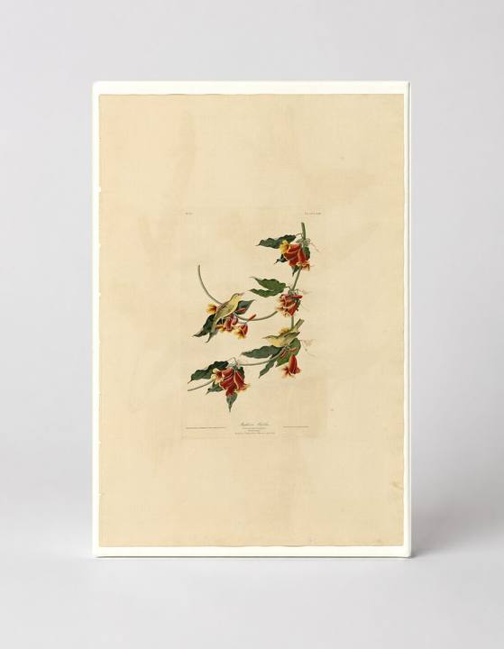 Rathbone Warbler (Plate 65)
