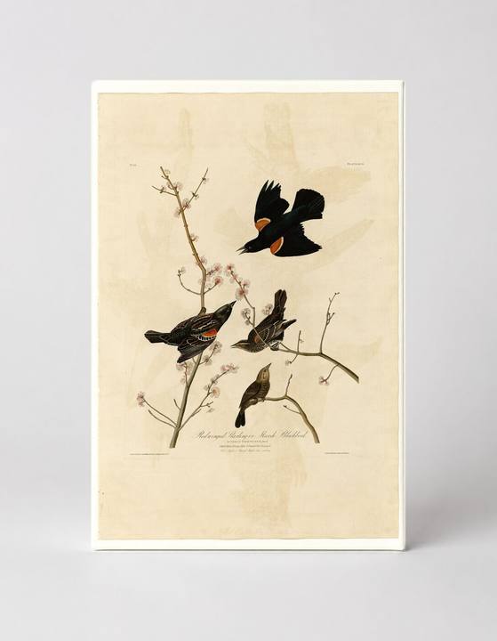 Red-winged Starling or Marsh Blackbird, Plate 67 (1827)
