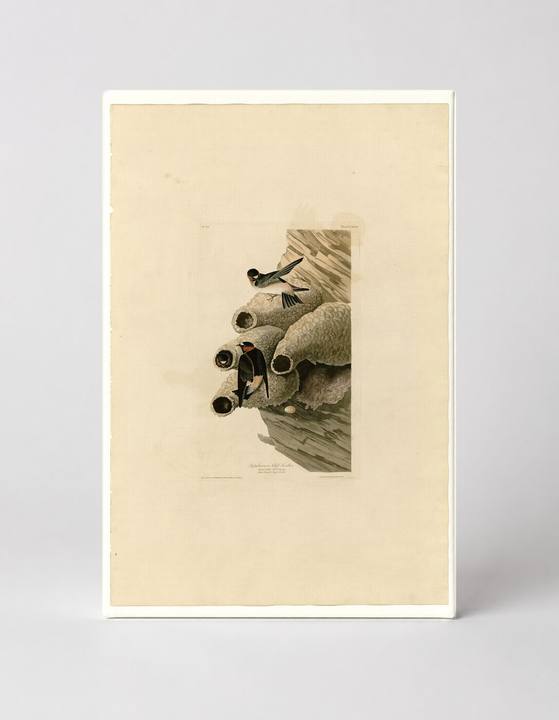 Republican or Cliff Swallow, Plate 68