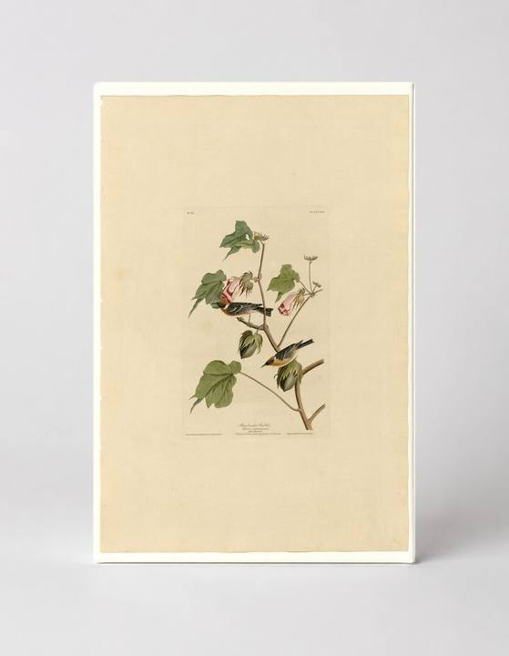 Bay-breasted Warbler, Plate LXIX (1827–1838)