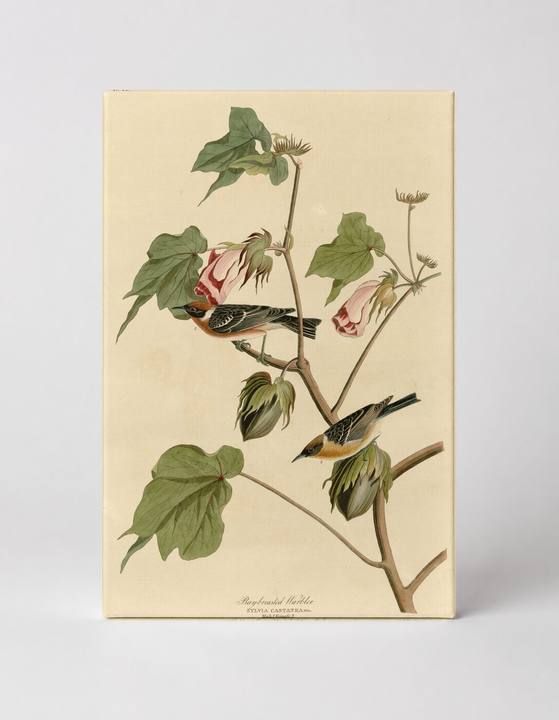 Bay-breasted Warbler, Plate LXIX (1827–1838)