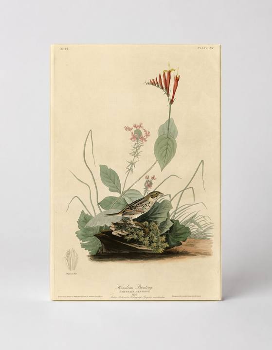 Henslow's Bunting, Plate XIX