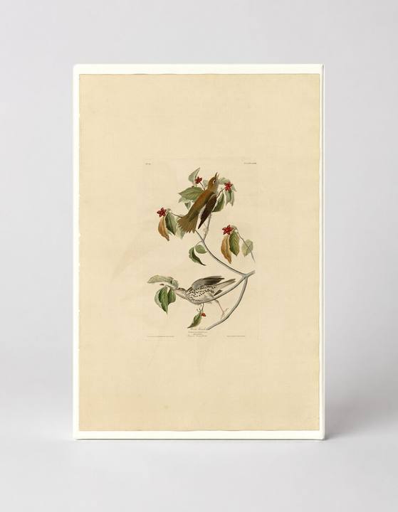 Wood Thrush, Plate LXXIII (1827–1838)