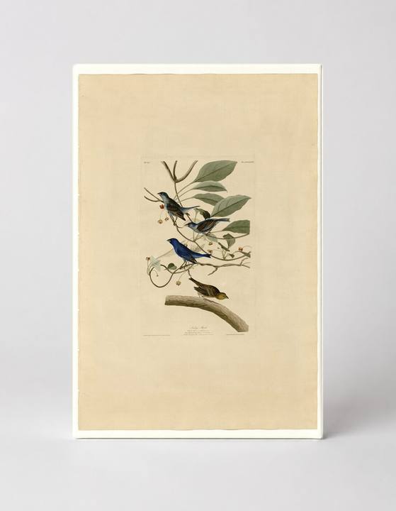 Indigo Bird, Plate 74 (1827–1838)
