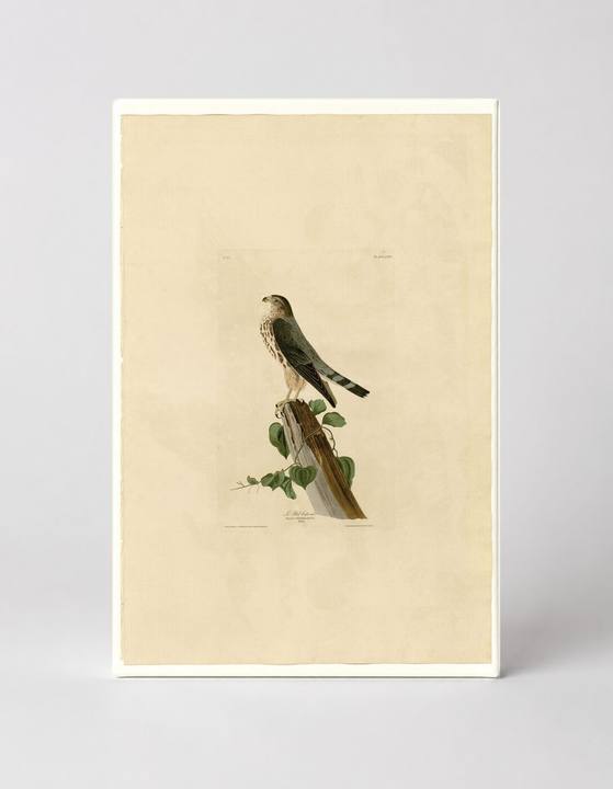 Le Petit Caporal (Pigeon Hawk / Merlin)