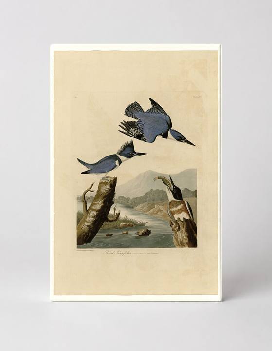 Belted Kingfisher (1827)