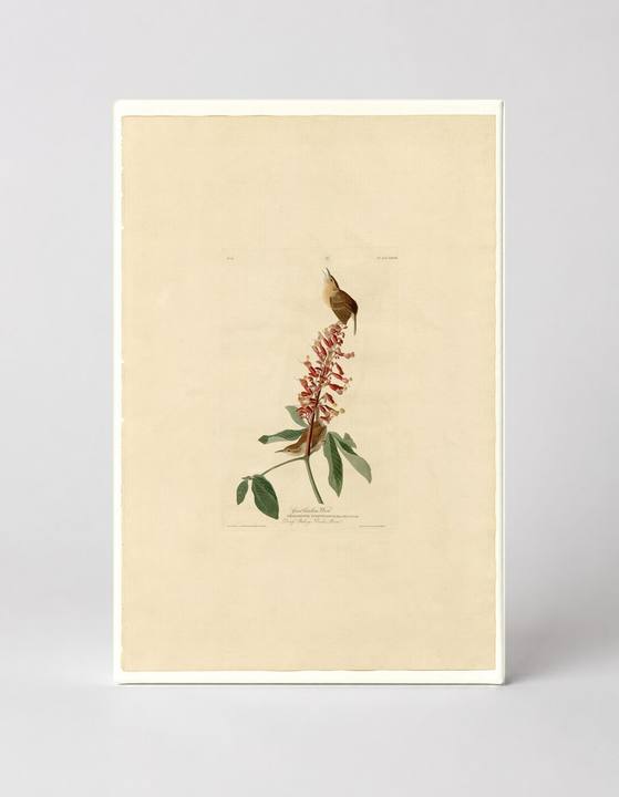 Great Carolina Wren (1827)