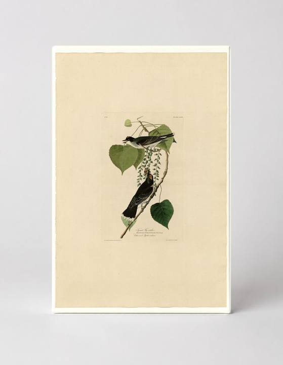 Tyrant Fly-catcher, Plate 79