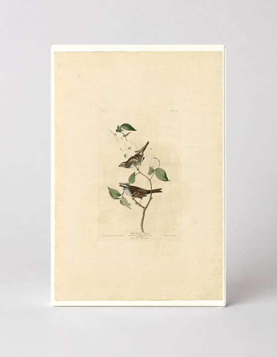White-throated Sparrow (1831)