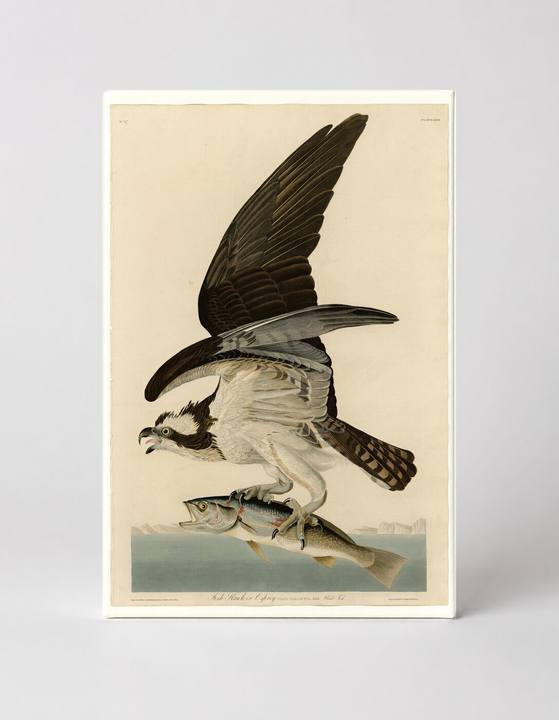 Fish Hawk or Osprey, Plate 81 (1827)