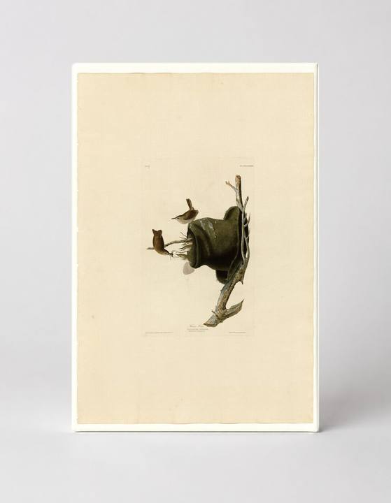 House Wren, Plate 83 (1827–1838)