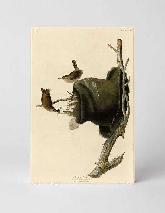 House Wren, Plate LXXXIII (1827–1838)