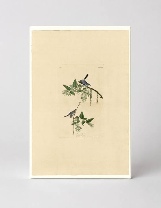 Blue-Gray Gnatcatcher (1827)