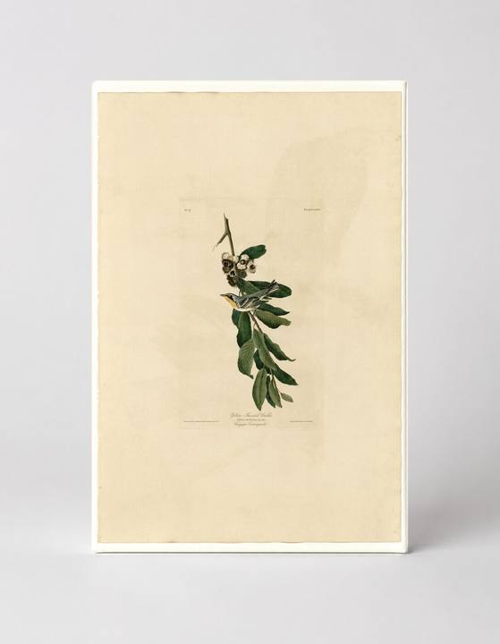 Yellow-throated Warbler, Plate 85 (1827–1838)
