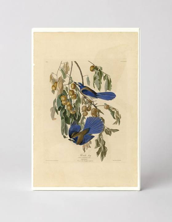 Florida Jay, Plate 87 (1827–1838)