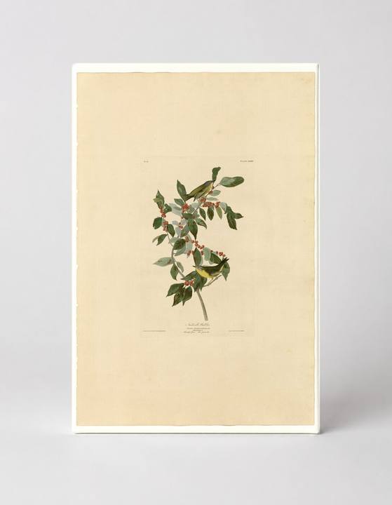 Nashville Warbler (Plate LXXXIX)