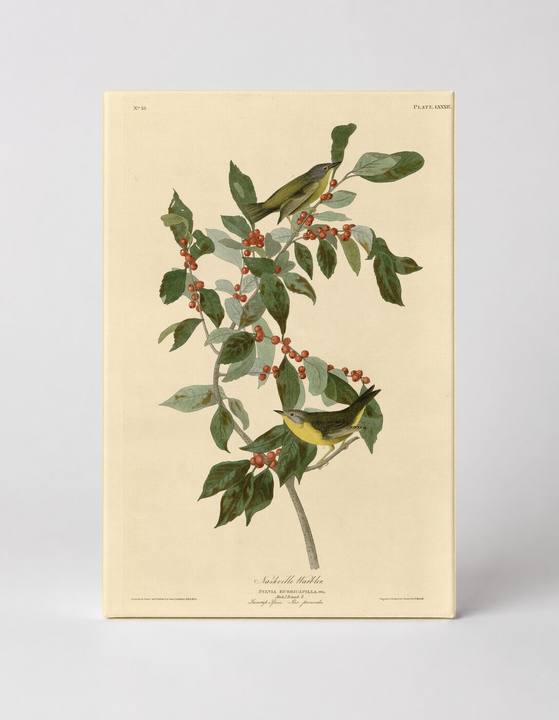 Nashville Warbler, Plate LXXXIX (1827–1838)