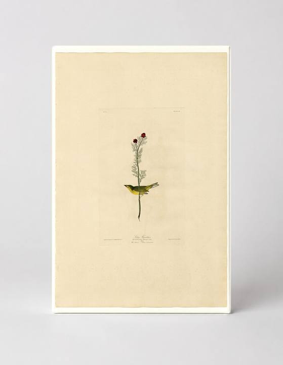 Selby's Flycatcher (Plate 9)