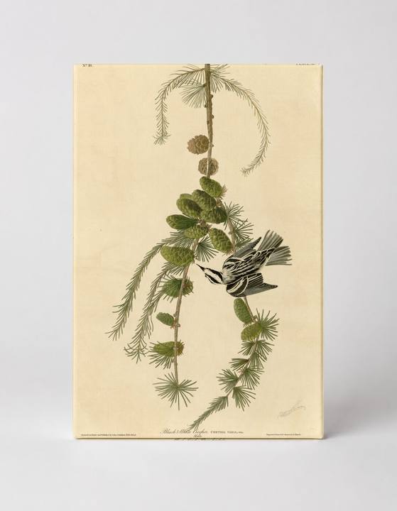 Black and White Creeper, Plate 90 (1827–1838)