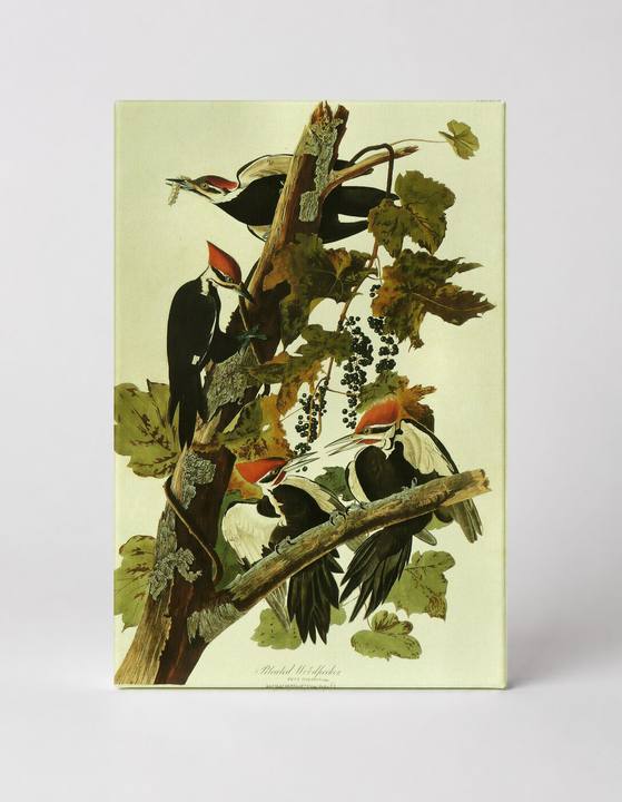 Pileated Woodpecker (1826)