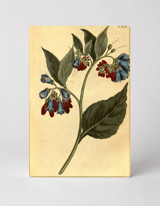 Plate 929 — Symphytum Grandiflorum (1808)