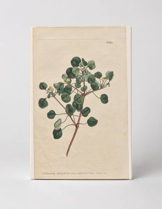 Curtis's Botanical Magazine, Plate 883 — Euphorbia