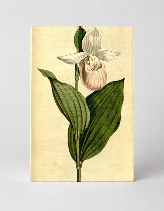 The Botanical Magazine, Plate 216 (Volume 6, 1793)