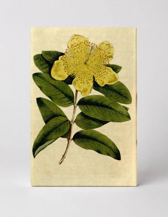 Curtis's Botanical Magazine, Plate 146