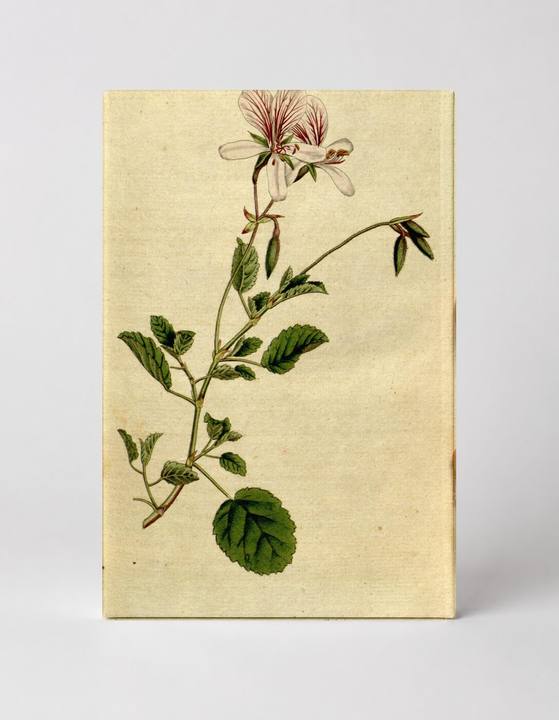 Botanical Magazine Plate 148