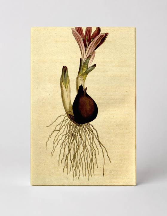Botanical Magazine Plate 153 — Colchicum Autumnale