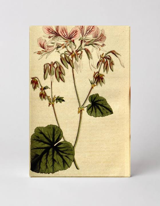 Curtis's Botanical Magazine, Plate 165